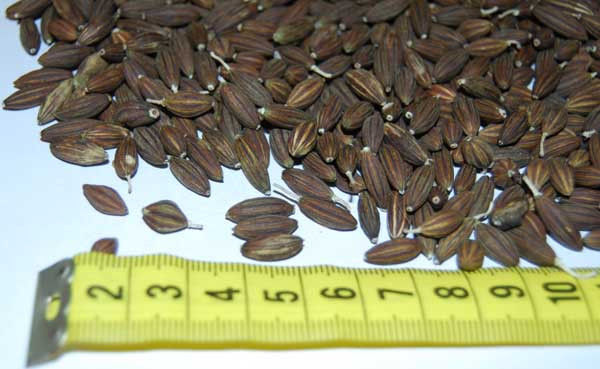 Семена Лоха серебристого(Elaeagnus commutata) 1 кг.