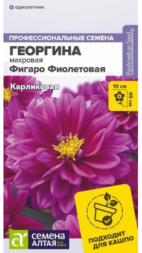 Цветы Георгина Фигаро Фиолетовая махровая семена