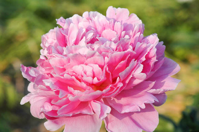 Пион травянистый Пинк Парфе (Paeonia Pink Parfait) 2-3 почки, 5-7 л, свежая посадка